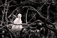 2025 Aug - Galapagos in B&W