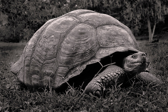 Galápagos Islands, Ecuador
