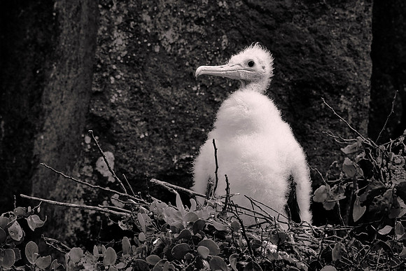 Galápagos Islands, Ecuador