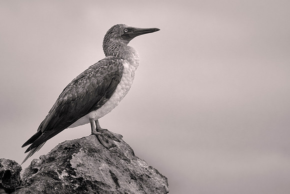 Galápagos Islands, Ecuador