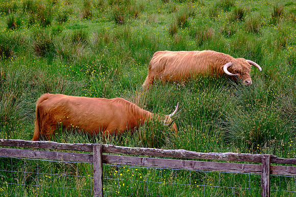 The first herd-book dates from 1885.  The cattle are reared primarily for beef.