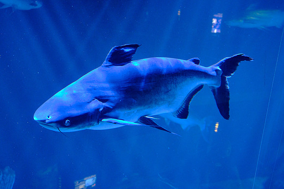 Tennessee Aquarium, Chattanooga