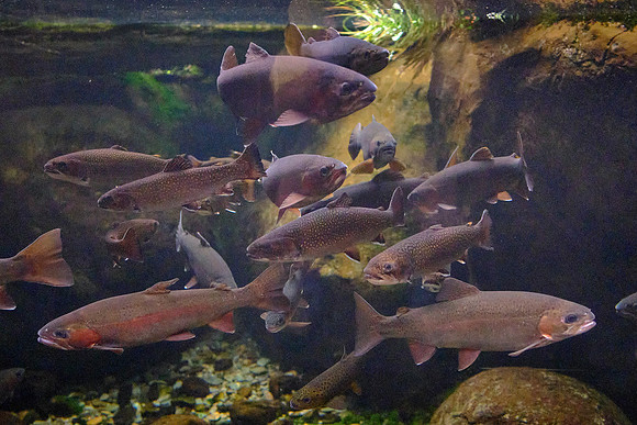 Tennessee Aquarium, Chattanooga