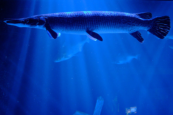 Tennessee Aquarium, Chattanooga