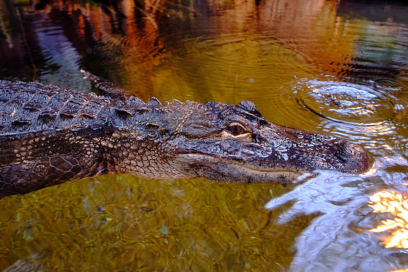 Tennessee Aquarium, Chattanooga