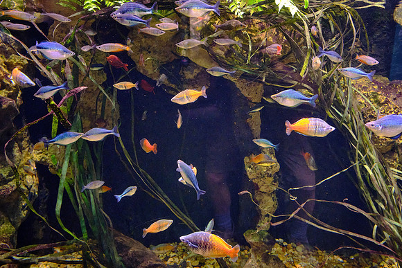Tennessee Aquarium, Chattanooga