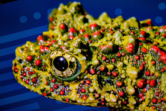 Tennessee Aquarium, Chattanooga