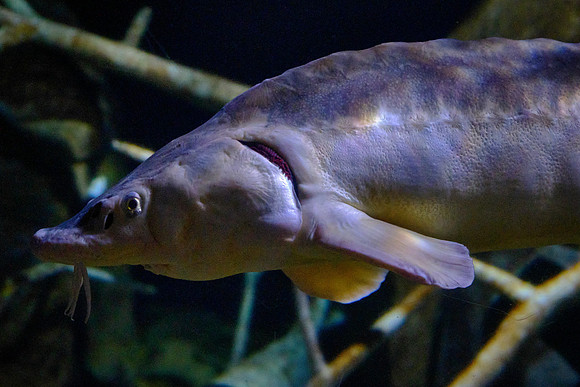 Tennessee Aquarium, Chattanooga