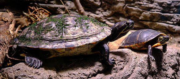 Tennessee Aquarium, Chattanooga