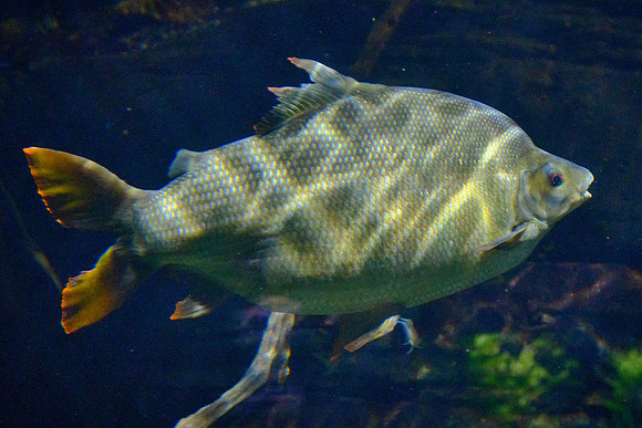 Tennessee Aquarium, Chattanooga
