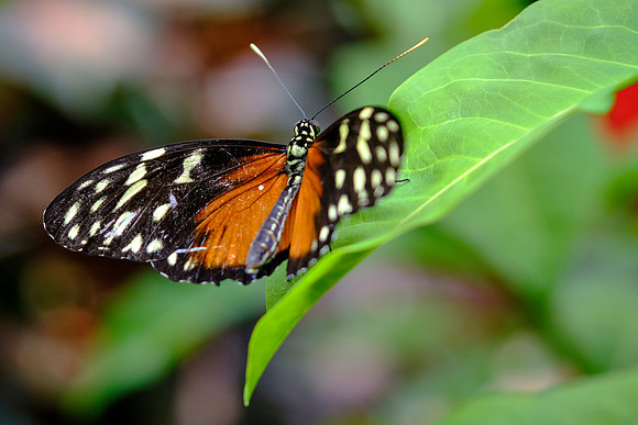 Tennessee Aquarium, Chattanooga