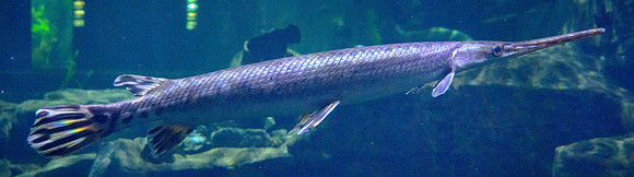 Tennessee Aquarium, Chattanooga