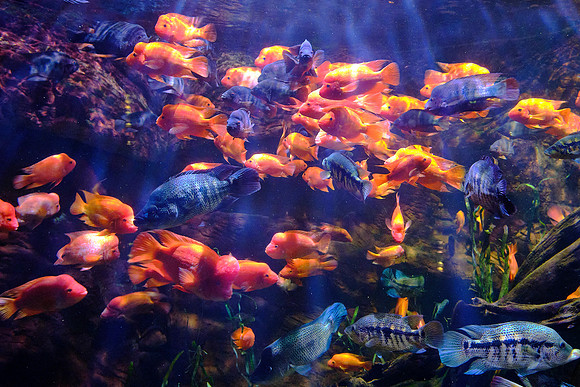 Tennessee Aquarium, Chattanooga
