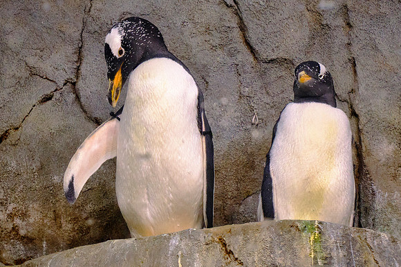 Tennessee Aquarium, Chattanooga