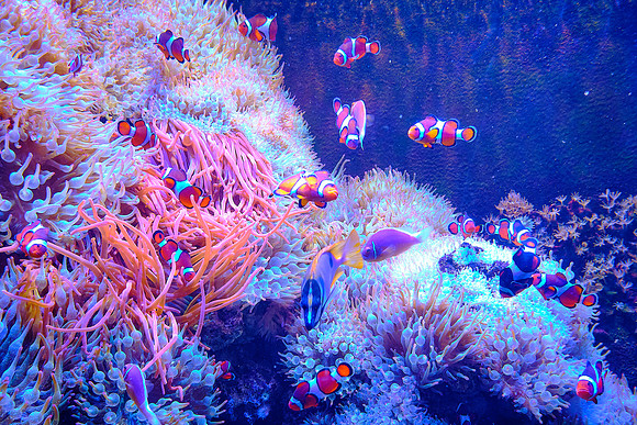 Tennessee Aquarium, Chattanooga