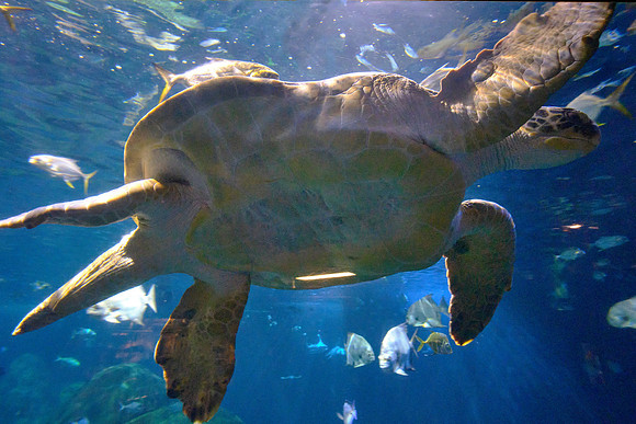 Tennessee Aquarium, Chattanooga