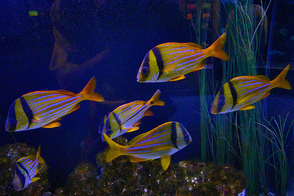 Tennessee Aquarium, Chattanooga