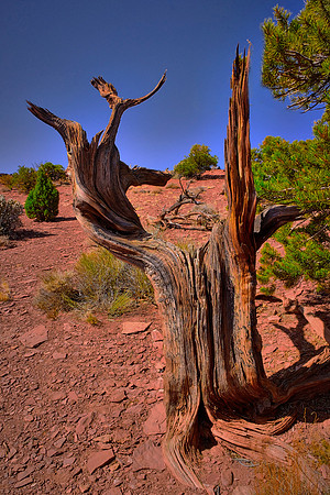 Capitol Reef National Park, UT.  Around Panorama Point, Sunset Point, and the Goosenecks.