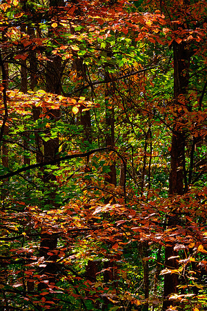 Lake Norman State Park in the Fall
