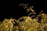 2022 Oct - Carolina in the Fall