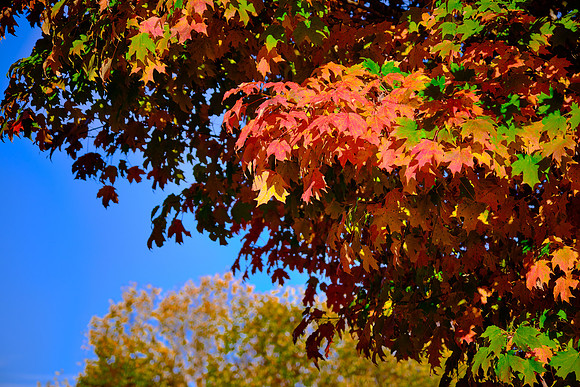 Lake Norman State Park in the Fall