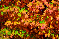 2022 Oct - Carolina in the Fall