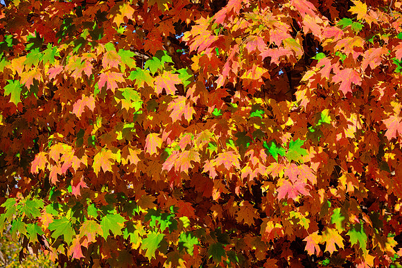 Lake Norman State Park in the Fall