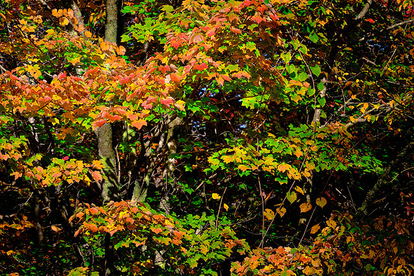 Lake Norman State Park in the Fall