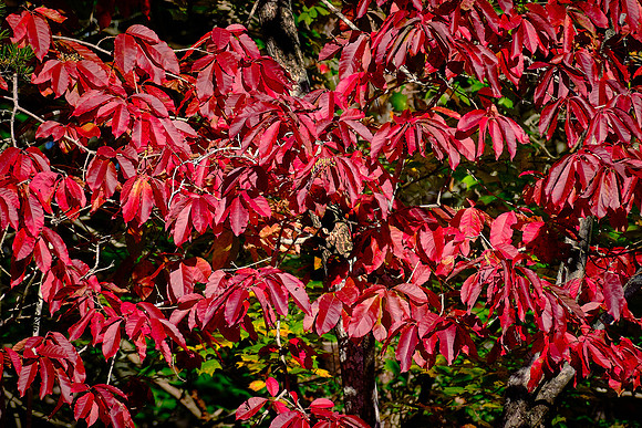 Lake Norman State Park in the Fall