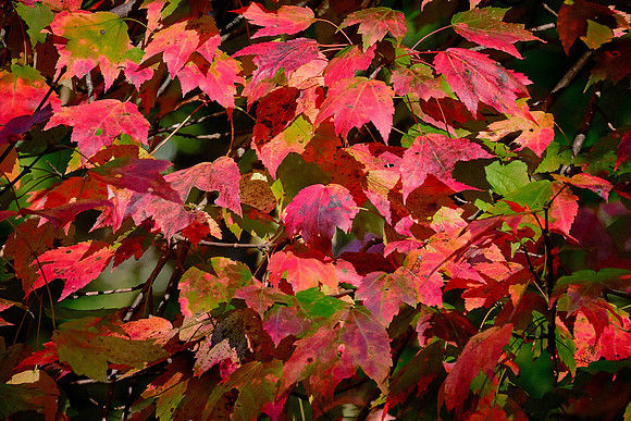 Lake Norman State Park in the Fall