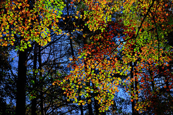 Lake Norman State Park in the Fall