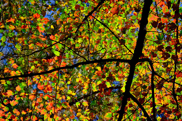 Lake Norman State Park in the Fall