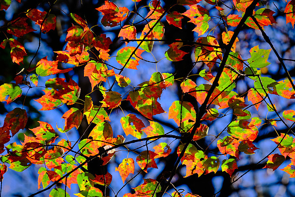 Lake Norman State Park in the Fall