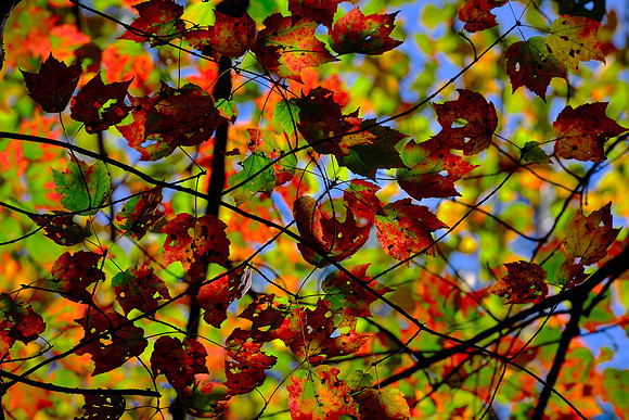 Lake Norman State Park in the Fall