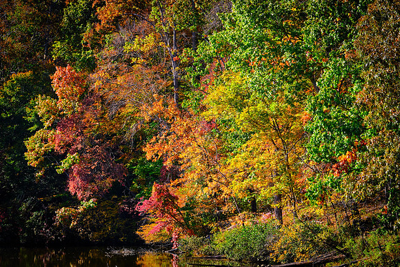 Lake Norman State Park in the Fall