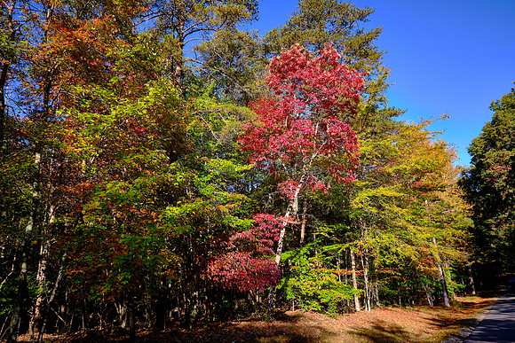 Lake Norman State Park in the Fall