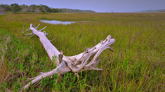 Botany Bay, Edisto Island, SC