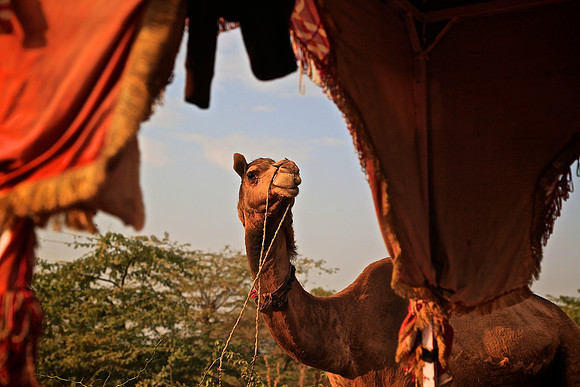 Nagaur Camel and Livestock Fair, Nagaur, Rajasthan