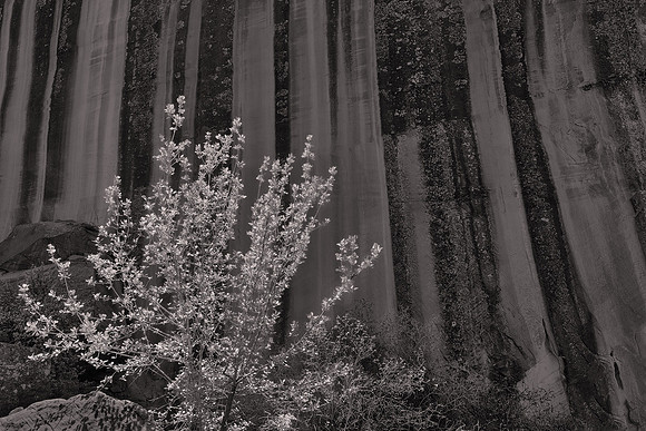 Capitol Reef National Park, UT.  - Utah Revisited in B&W: 2022 April 27 - May 5