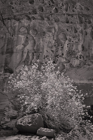 Capitol Reef National Park, UT.  - Utah Revisited in B&W: 2022 April 27 - May 5