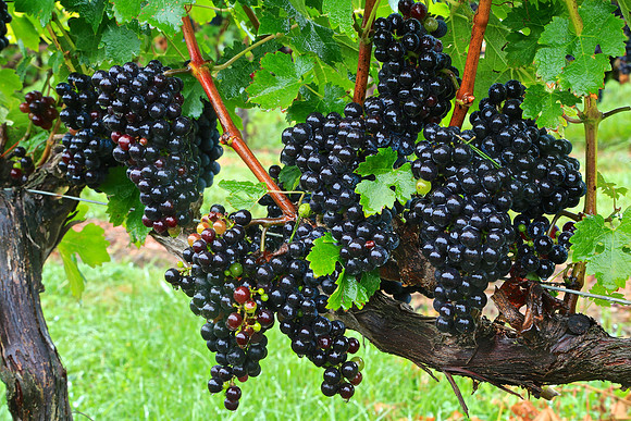 Shelton Vineyards