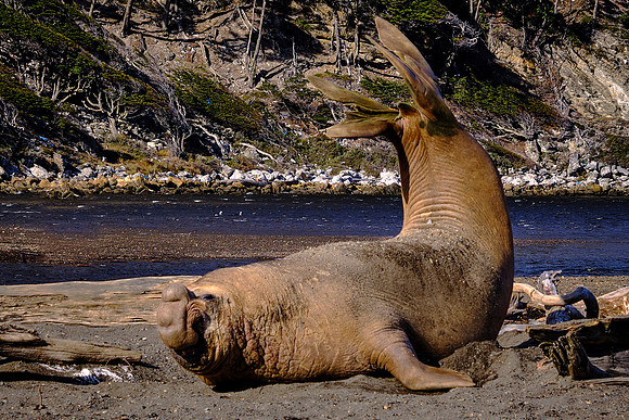 Elephant seal, Bahía Jackson, Karukinka National Park, Chilean Fjords