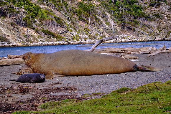 Elephant seal family on Bahía Jackson, Karukinka National Park, Chilean Fjords
