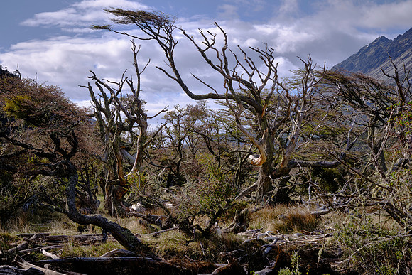 We bushwhacked through the mud and dense debris on the island ...