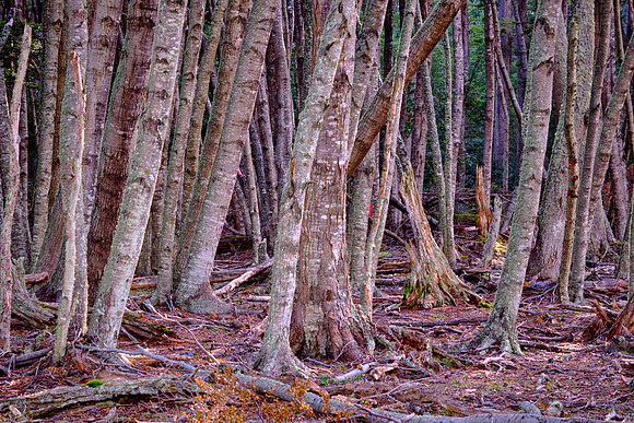 Antarctic beech trees, Bahía Jackson, Karukinka National Park, Chilean Fjords