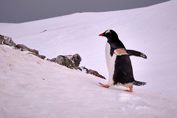 Barrientos Island, South Shetland Islands, Antarctica --- Man on a mission.