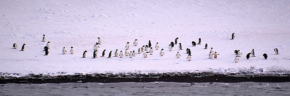 Adélie penguins on Barrientos Island, South Shetland Islands, Antarctica