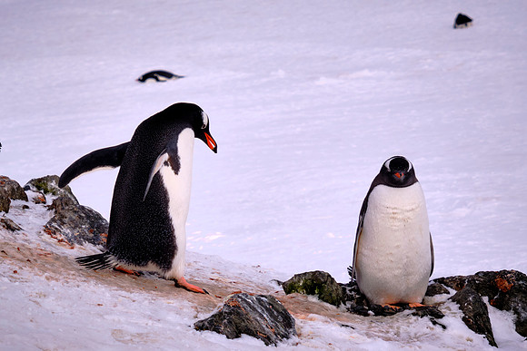 Barrientos Island, South Shetland Islands, Antarctica