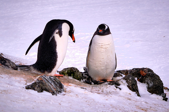 Barrientos Island, South Shetland Islands, Antarctica