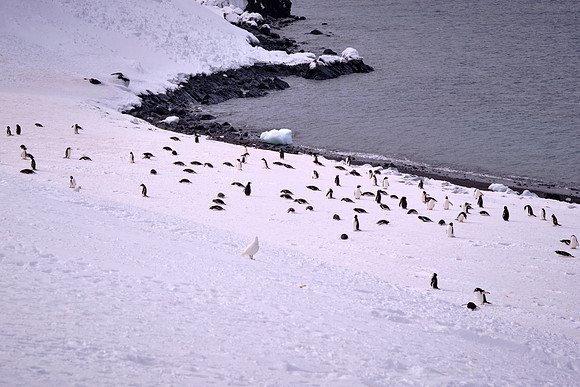 Adélie penguins on Barrientos Island, South Shetland Islands, Antarctica